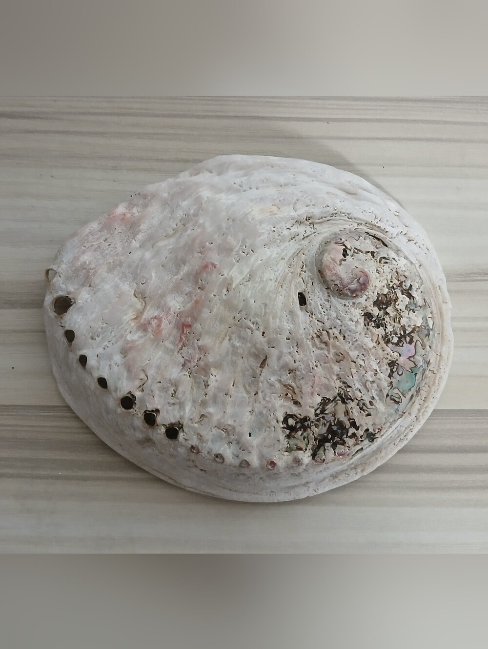 Genuine Abalone Shell - Picture 10 of 13
